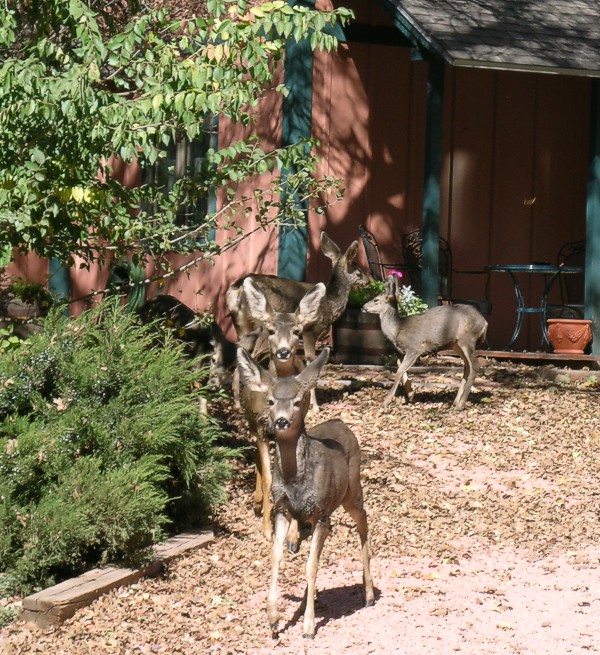 Wildlife at Blue Skies Inn, Colorado