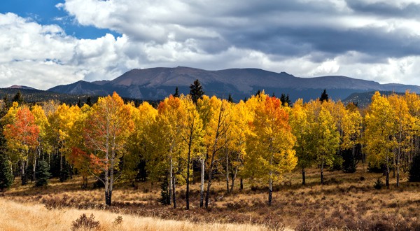 Mueller State Park
